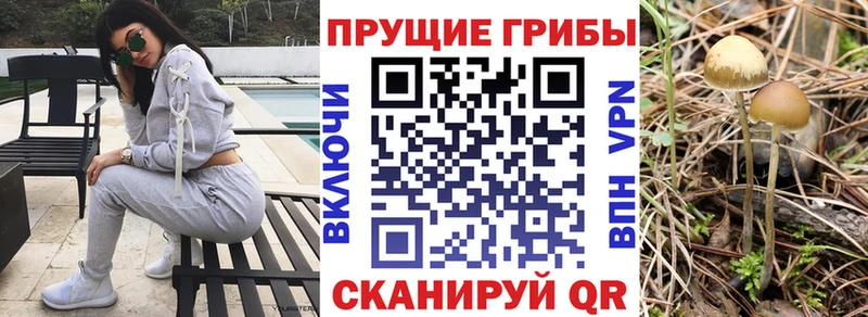 Псилоцибиновые грибы Cubensis  закладки  Правдинск 